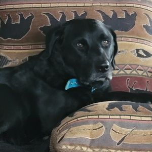 Meet your Posher, Diana